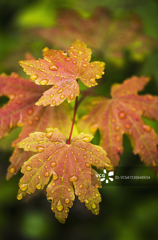 雨滴落在 Bigleaf 枫叶上；美国俄勒冈州韦斯特波特图片素材