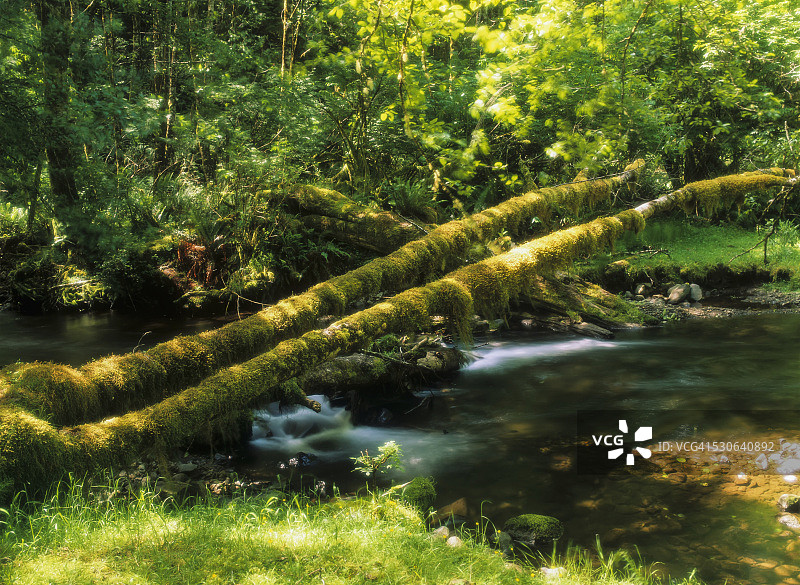 岩石溪流经美国俄勒冈州休斯洛国家森林图片素材