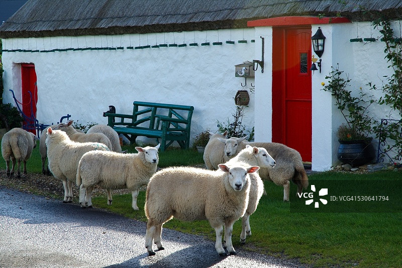 爱尔兰多尼戈尔郡马林角传统小屋旁的羊图片素材