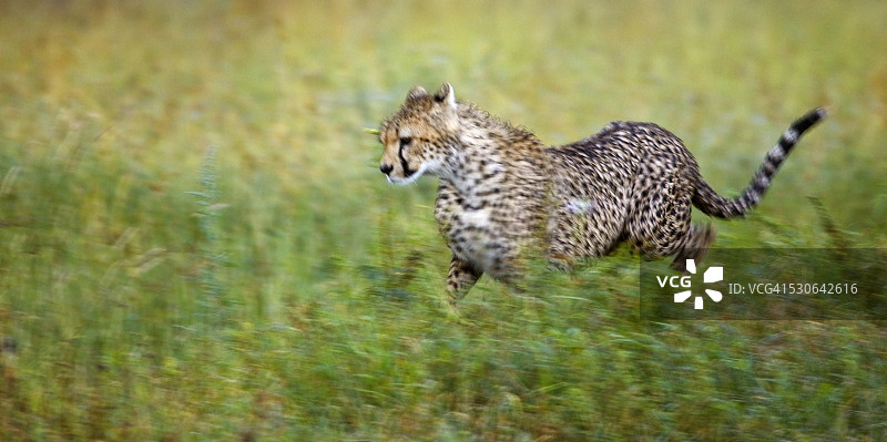 奔跑的猎豹，塞伦盖蒂国家公园，坦桑尼亚，非洲图片素材