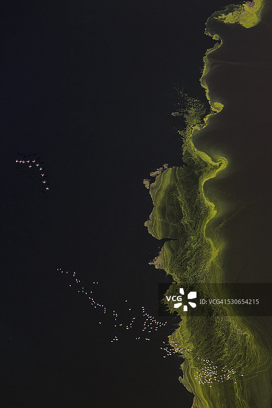 海藻泥上的小火烈鸟图片素材