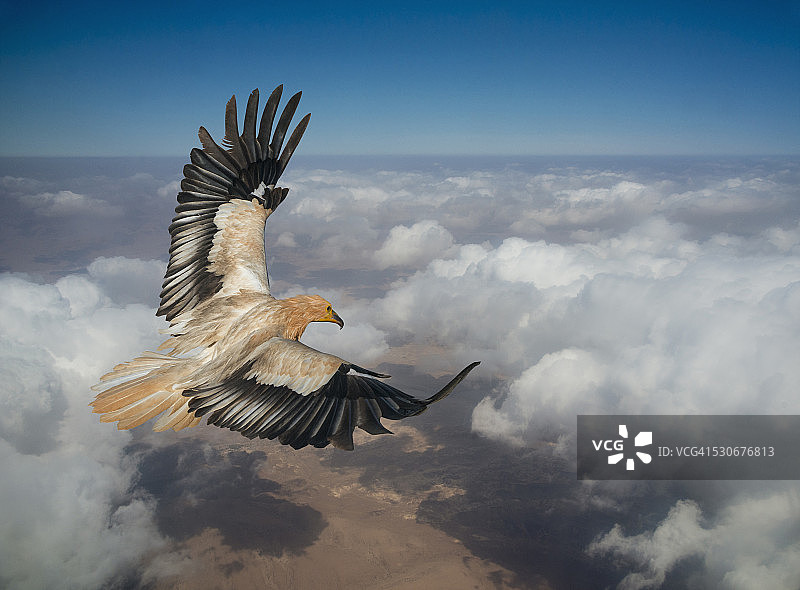 在云层中飞翔的鹰图片素材