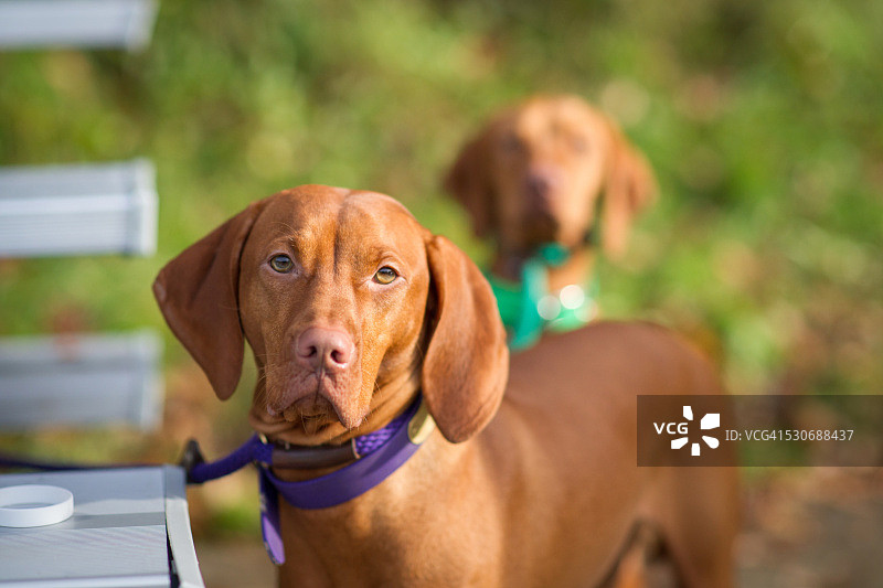 双胞胎的领导者图片素材