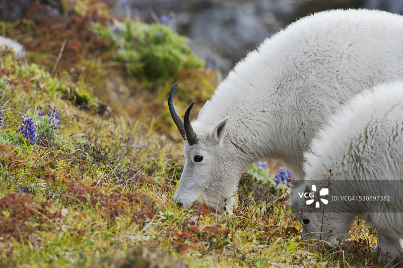 山羊母子在出口冰川附近吃地面植被；美国阿拉斯加州图片素材