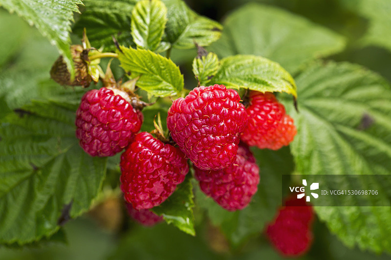 加拿大马尼托巴省埃里克森的藤蔓中红色成熟覆盆子特写图片素材