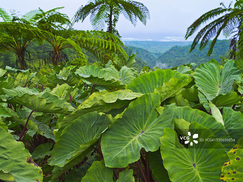 俯瞰萨摩亚东南海岸的芋头叶；萨摩亚乌波卢岛图片素材