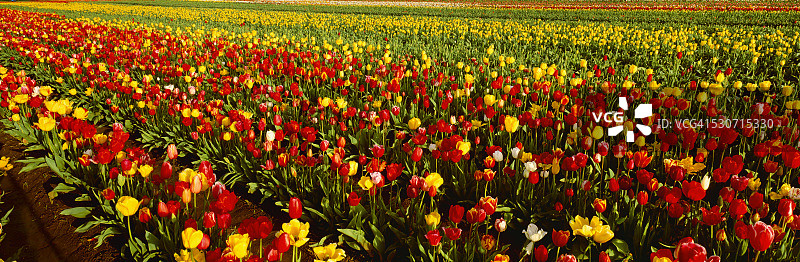 商业花卉种植园中五彩缤纷的郁金香花田，美国俄勒冈州克拉克马斯县图片素材