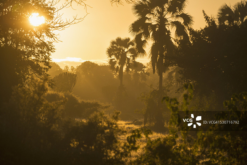 透过灌木丛看日出，利翁代国家公园，马拉维图片素材