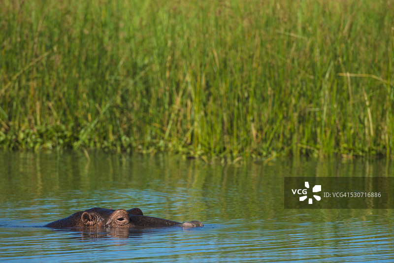 河马（Hippopotamus amphibius）从马拉维利翁代国家公园的希雷河中探出头图片素材