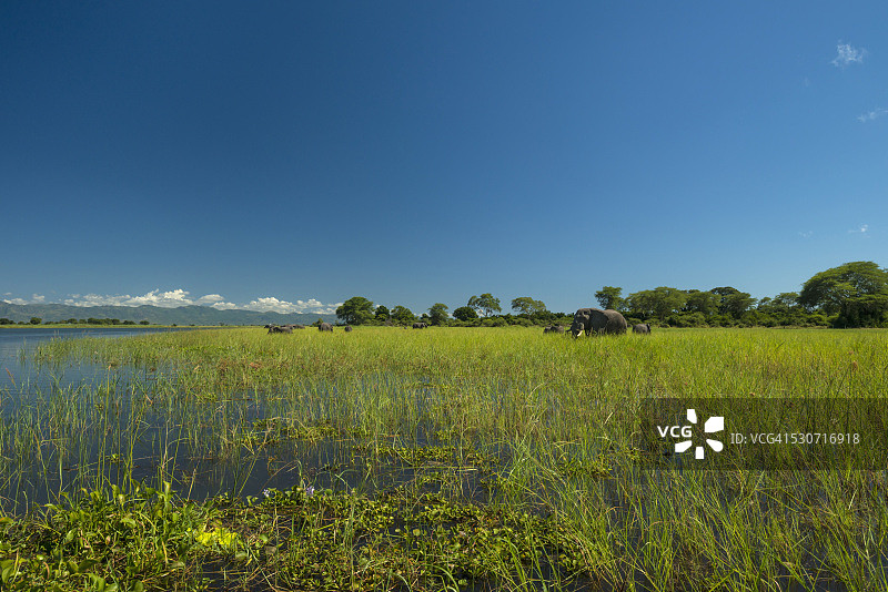 马拉维利翁德国家公园希雷河边进食的象群图片素材