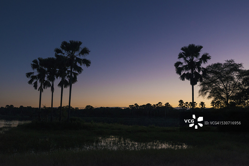 马拉维黄昏棕榈树剪影图片素材