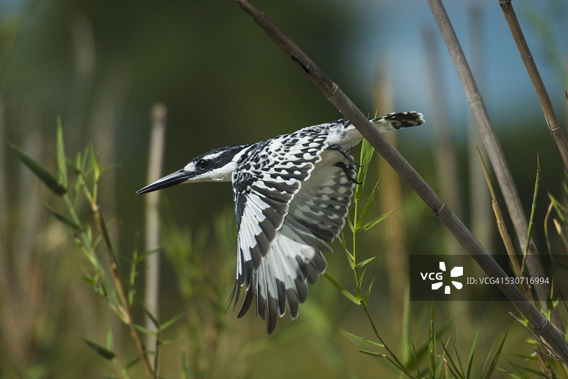 马拉维利翁代国家公园的斑鱼狗飞行瞬间图片素材