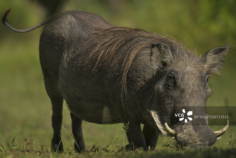 非洲疣猪在利翁代国家公园吃草；马拉维图片素材