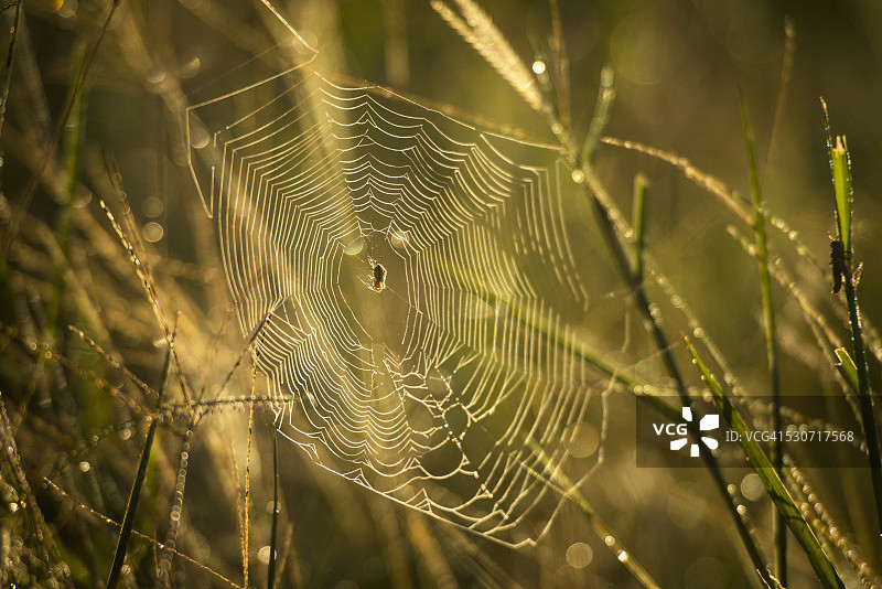 马拉维利翁代国家公园草地上的蜘蛛与蛛网图片素材