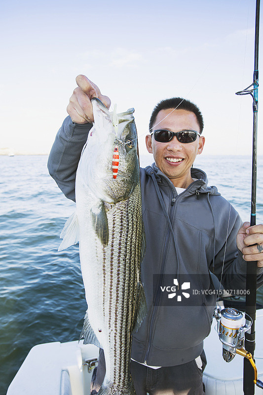 在美国马萨诸塞州波士顿港捕条纹鲈鱼图片素材