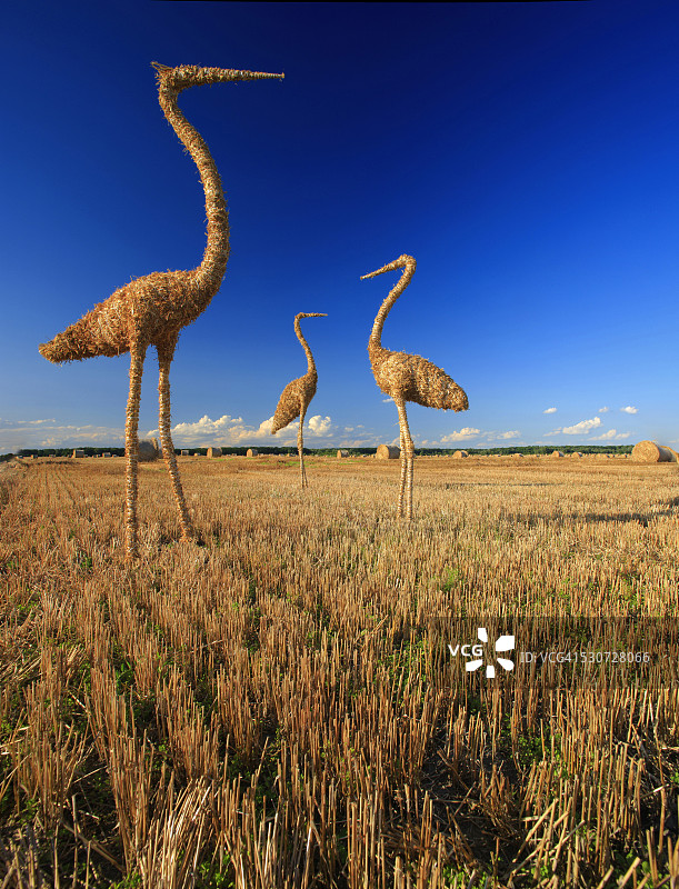 克罗地亚巴拉尼亚田野上的草筑鹳巢图片素材