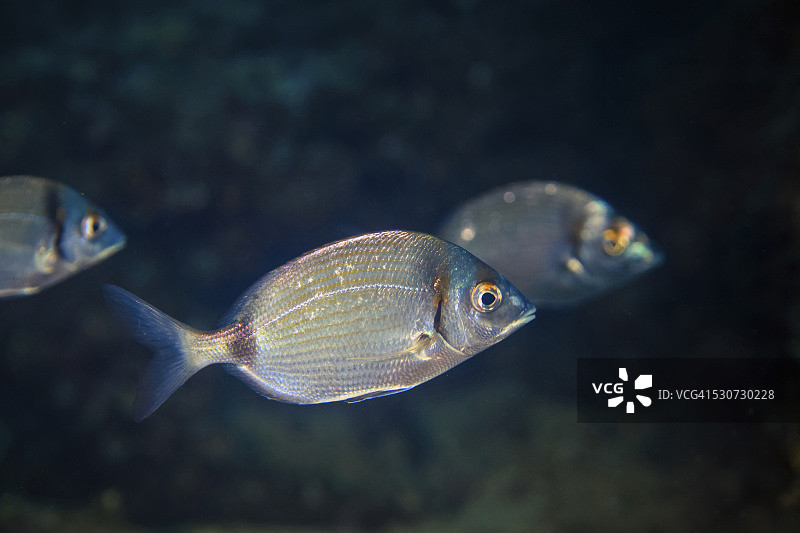 白色鲷鱼，亚得里亚海，达尔马提亚，克罗地亚图片素材