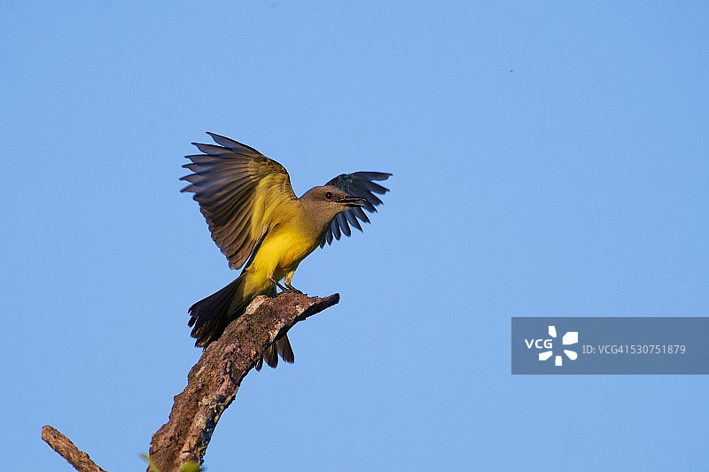 热带王鸟图片素材
