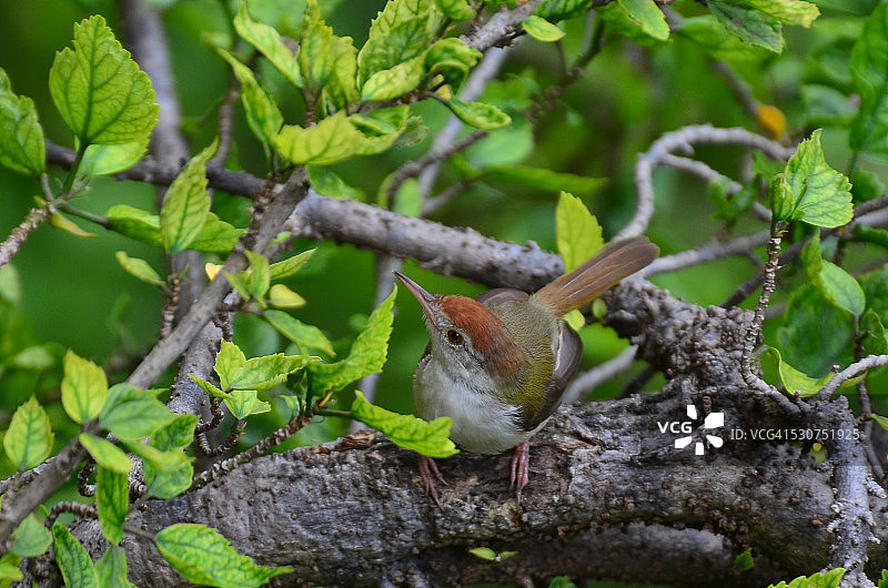 常见裁缝鸟图片素材