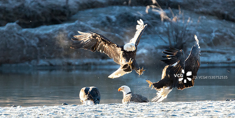 两只秃鹰图片素材