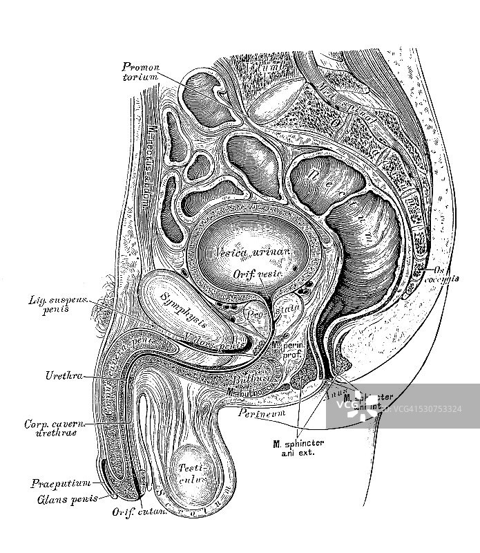 人体解剖科学图解：男性骨盆剖面图片素材