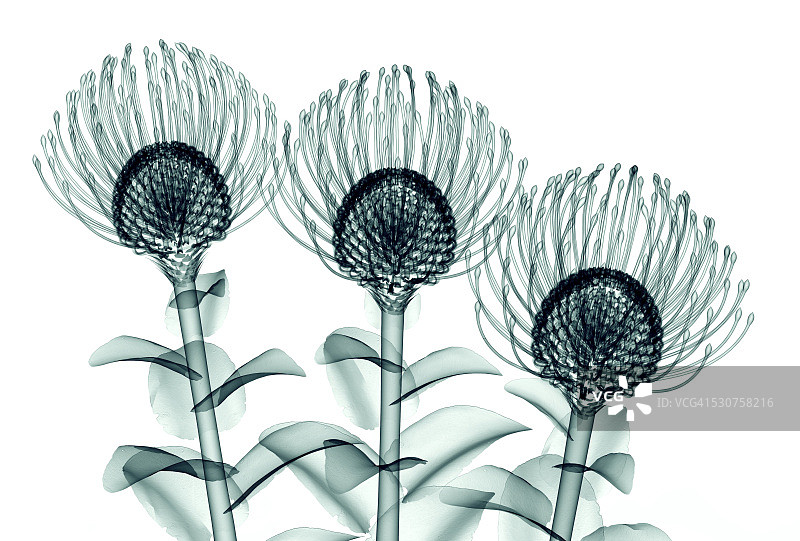 白色背景上的花朵X光图像图片素材