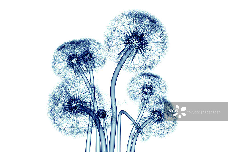 白色背景上的蒲公英X光图像图片素材