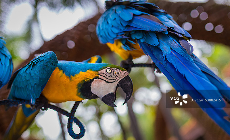 金色和蓝色金刚鹦鹉图片素材