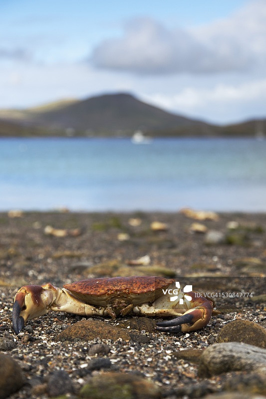 苏格兰巴拉岛岸边的螃蟹图片素材