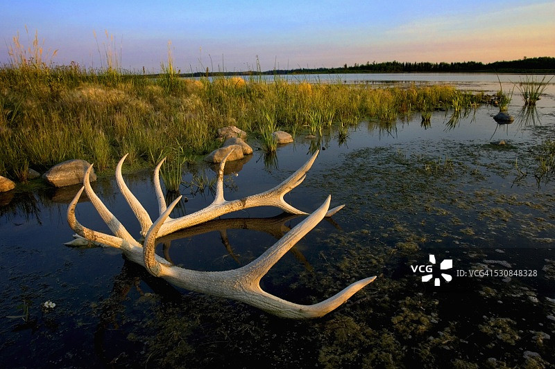 加拿大埃尔克岛国家公园阿斯托廷湖中麋鹿的角图片素材