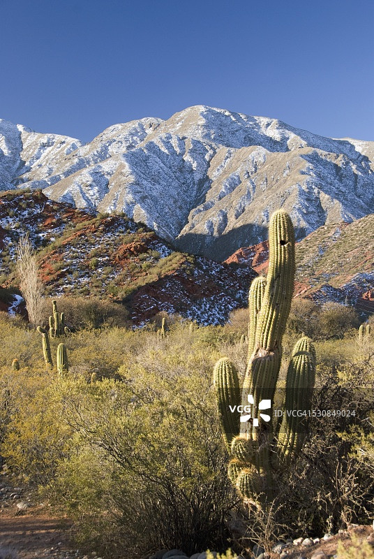 阿根廷萨尔塔安第斯山脉的仙人掌图片素材