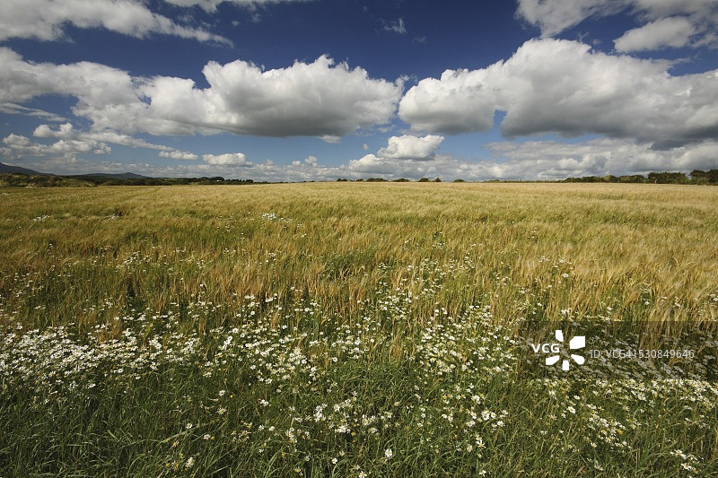 爱尔兰沃特福德郡芒斯特地区铜海岸坦卡斯敦的麦田图片素材
