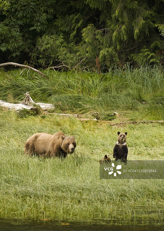 灰熊家庭，拍摄于加拿大不列颠哥伦比亚省图片素材