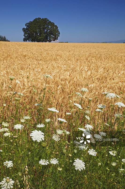 美国俄勒冈州威拉米特河谷的麦田和野花图片素材