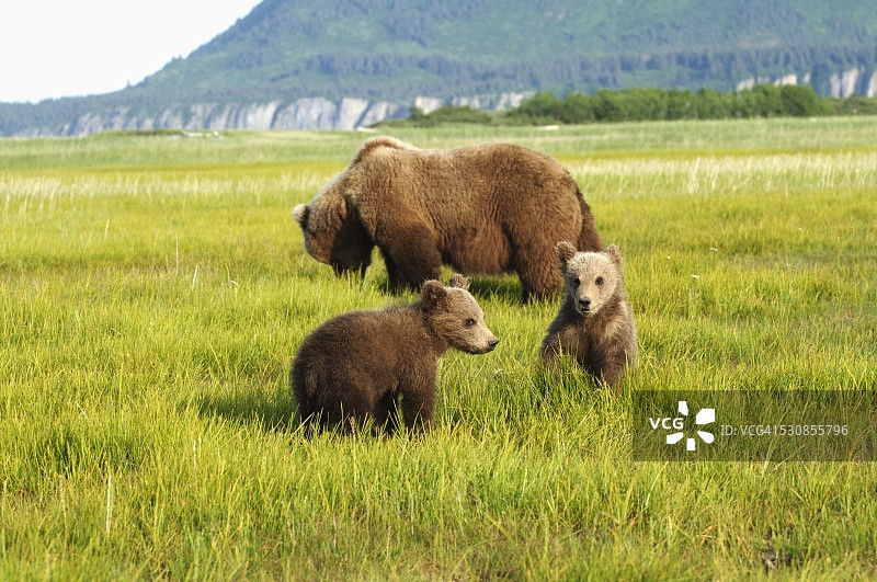 美国阿拉斯加州一只棕色灰熊(ursus arctos horribilis)带着幼崽图片素材
