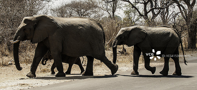 家庭过马路图片素材