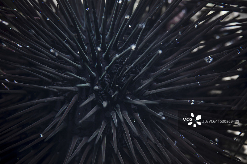 黑海胆特写，亚得里亚海图片素材