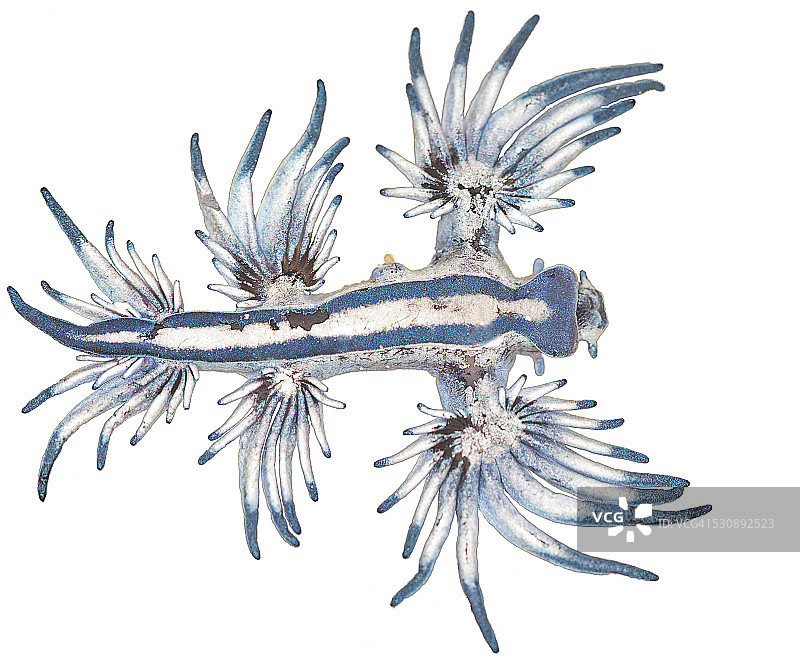 海神海蛞蝓图片素材