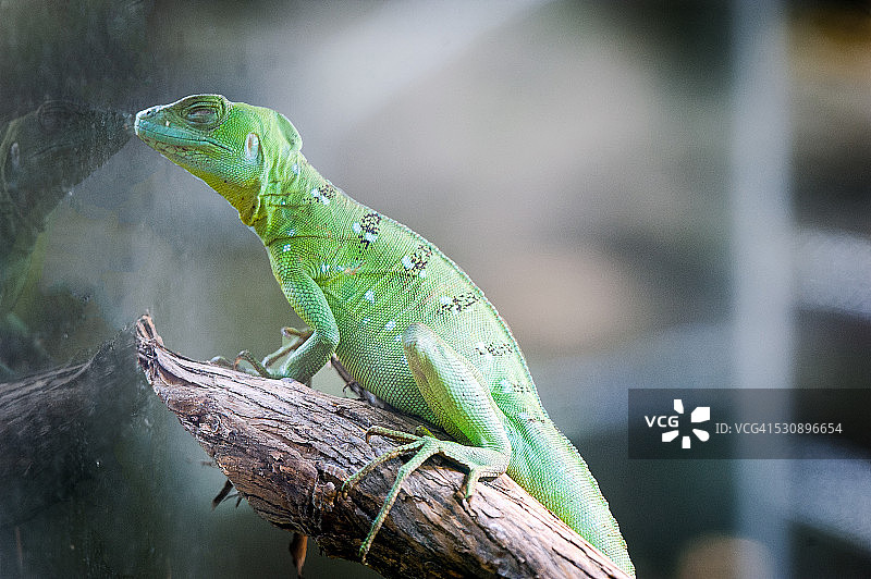 绿鬣蜥图片素材