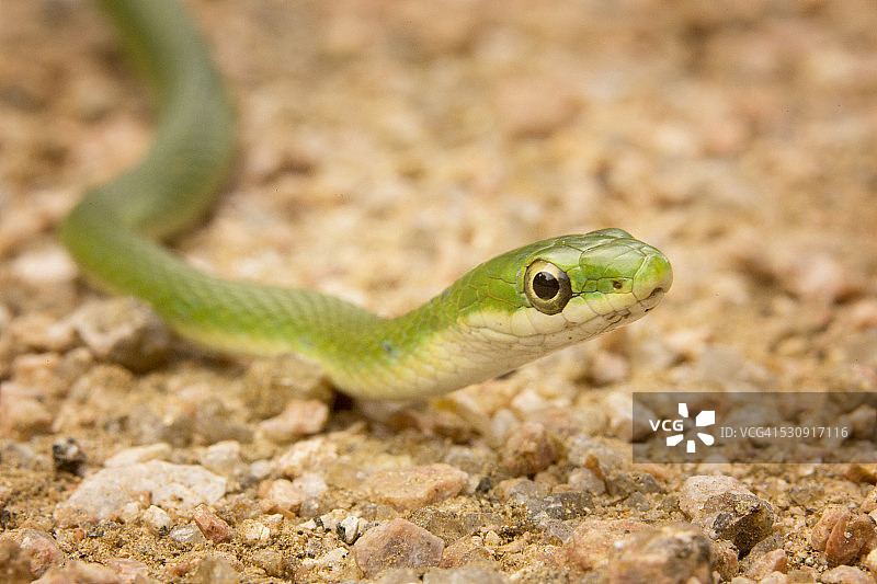 粗糙的绿蛇图片素材