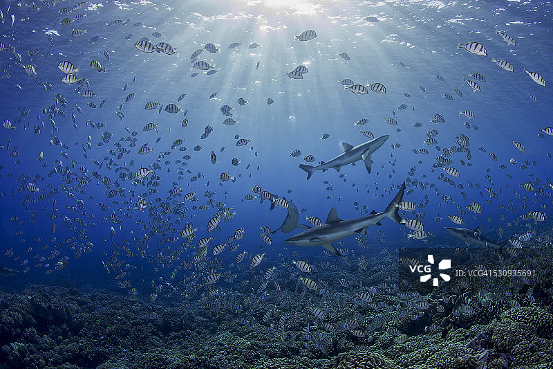 鲨鱼捕食囚犯鱼的鱼卵图片素材
