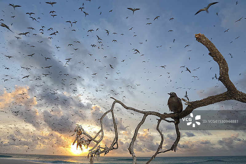 普通燕鸥和乌燕鸥图片素材