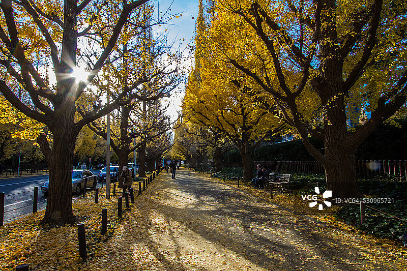 东京的秋天图片素材