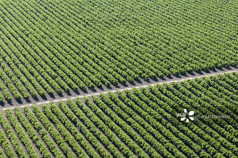 空中俯瞰农作物图片素材