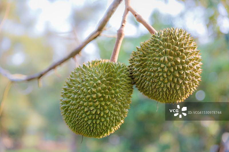 树枝上的两个榴莲图片素材