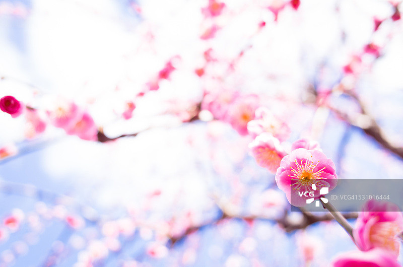 蓝天下的梅花图片素材