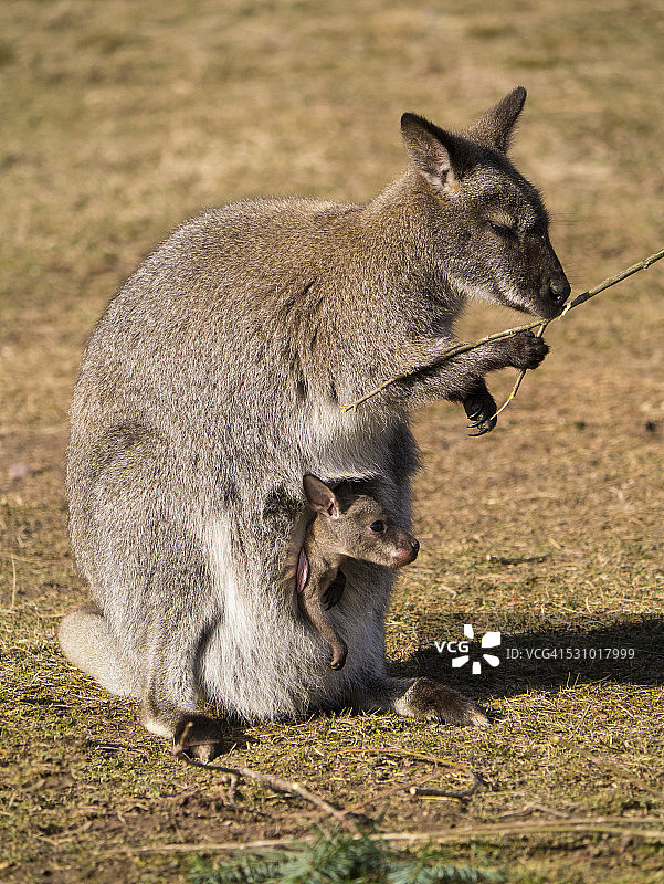 贝内特袋鼠图片素材