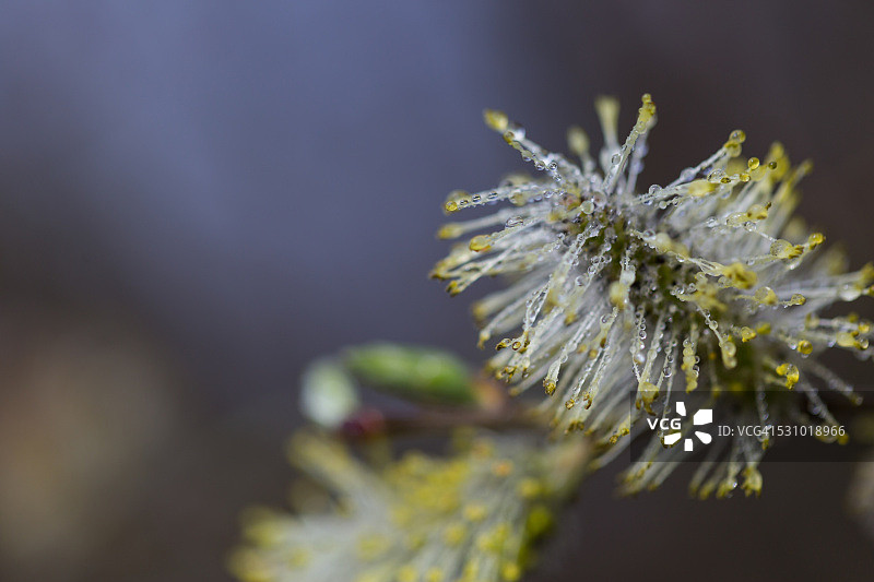 春日银柳与黄色花絮图片素材