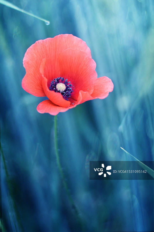 罂粟图片素材