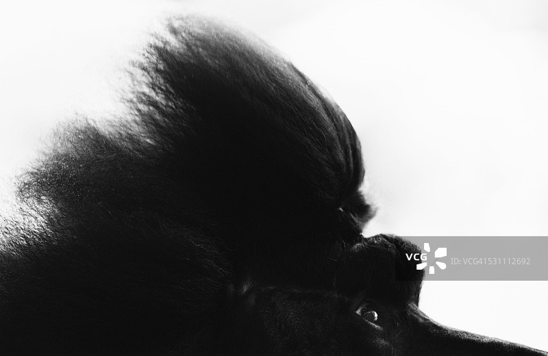 标准贵宾犬的头部毛发图片素材